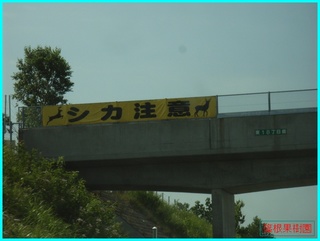 シカ横断幕_2011-8-3.JPG