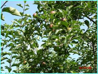 リンゴの実の成長-つがる_20120722.JPG