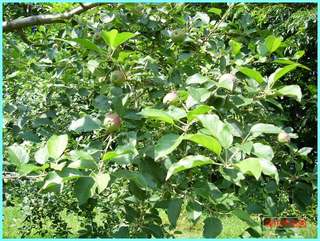 リンゴの実の成長-ふじ_20120722.JPG