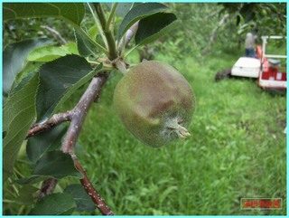 リンゴの実の成長-むつ_20120708.JPG