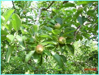 リンゴの実の成長-レッド_20120722.JPG