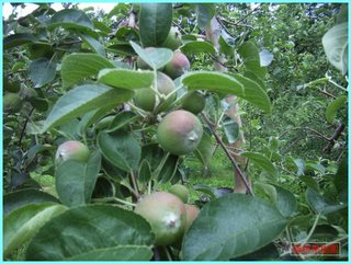 リンゴの実の成長-旭_20120708.JPG