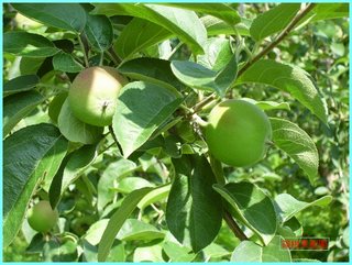 リンゴの実の成長-旭_20120722.JPG