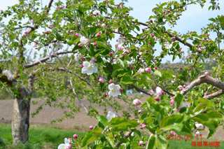 リンゴの花1_20150512.JPG