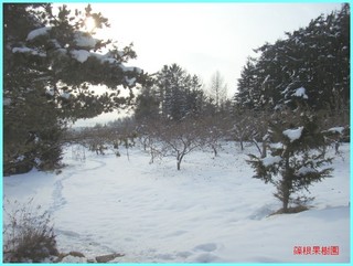 冬のリンゴ園1_2011-12-15.JPG