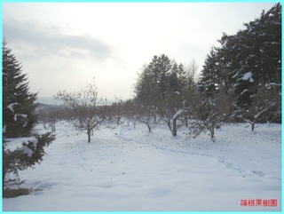 冬のリンゴ園2_2011-12-15.JPG
