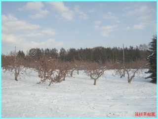 冬のリンゴ園3_2011-12-15.JPG