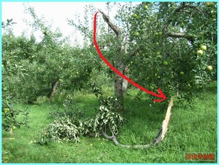 折れたリンゴの樹_2011-9-7.JPG