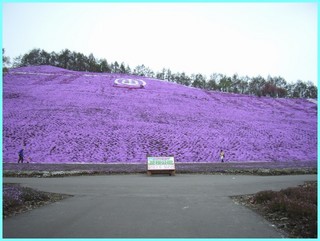 芝桜公園4_2011_5_22.JPG